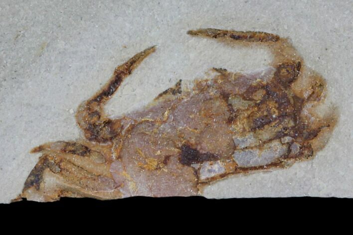 Fossil Pea Crab (Pinnixa) From California - Miocene #85296
